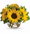 Sunny Sunflowers from Flowers by Ramon of Lawton, OK